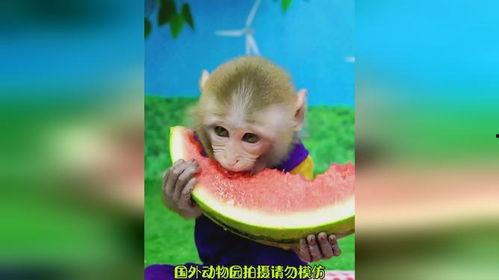 吐槽吃瓜像猴子的视频下载,揭秘网络视频中的趣味现象