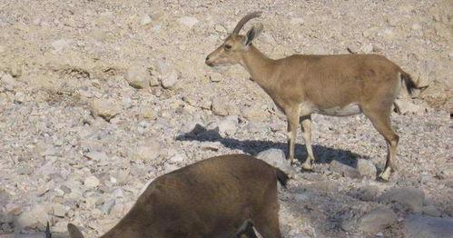 黑山羊吃佛手瓜的视频,田园美食新体验